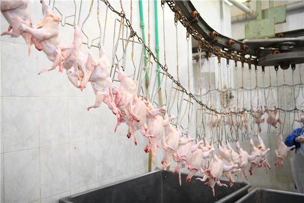 طرح 25  ألف دجاجة ومنتجاتها للبيع بأسعار مخفضة بقنا