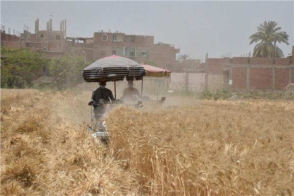 حصاد القمح