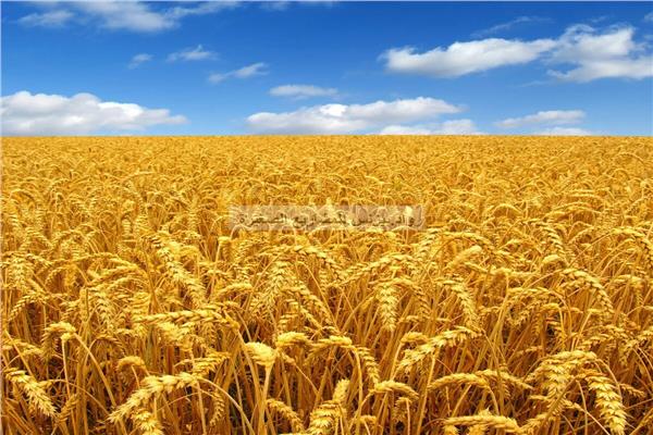 محافظ القليوبية : توريد 119140 طن قمح للصوامع والشون 