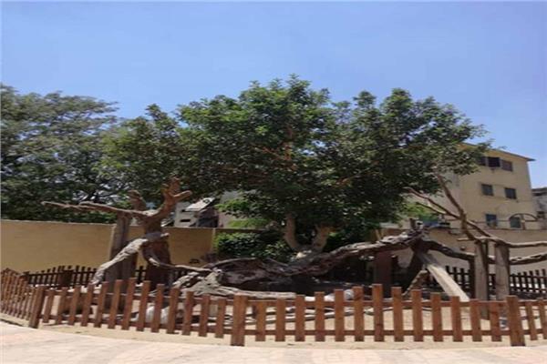  شجرة مريم العذراء بالمطرية
