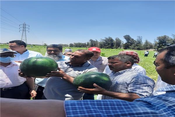 الزراعة تنظم يوم حقلي لتقاوي وإنتاج البطيخ