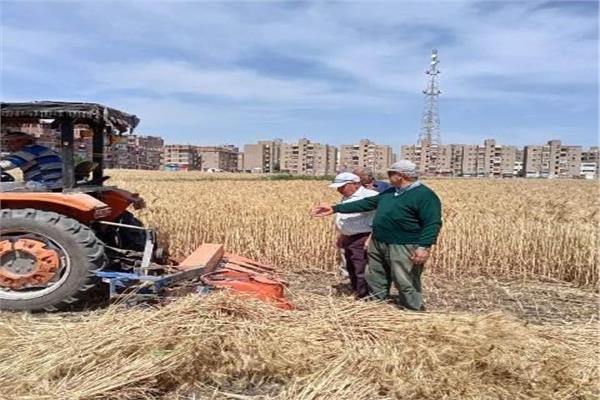 انتظام توريد القمح بالشرقية