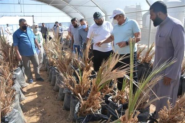 مشروع إستثمار زراعي لإنتاج فسائل النخيل والتوت بالخارجة 