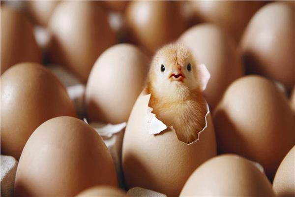 صورة موضوعية