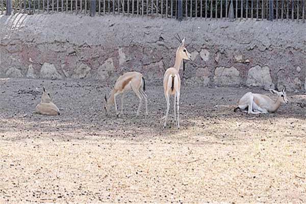 حديقة الحيوان بالجيزة