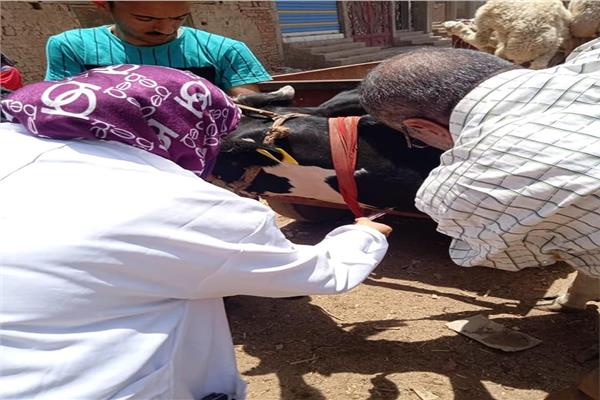 54 قافلة بيطرية ضمن حياة كريمة بقري زفتي