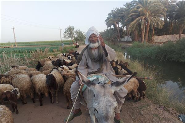 عم صادق «خليفة الأنبياء».. رحلة 50 عاما في رعي الأغنام