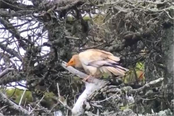  نسر مصري مفترس نادر