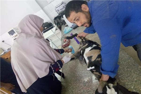جانب من الأنشطة التدريبية لمعهد التناسليات الحيوانية