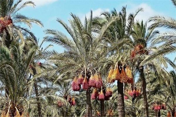صورة موضوعية