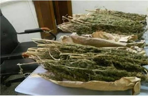  نبات البانجو