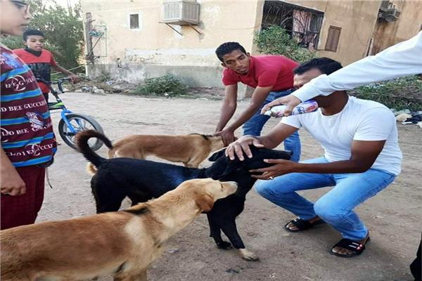 حملات لتطعيم وتعقيم الكلاب