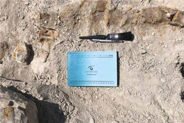 اكتشاف «حوتًا منقرضًا» بالسعودية