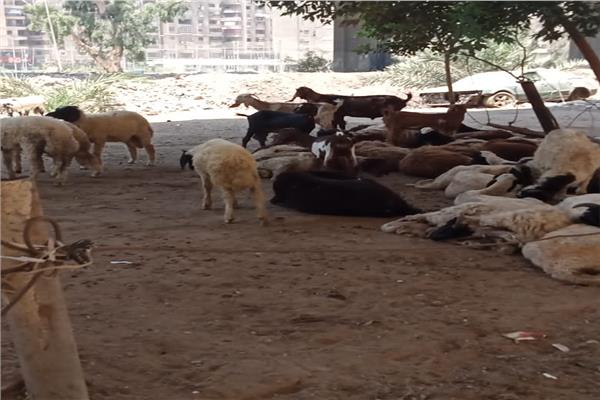 مواطن يشتكي من وجود شادر بيع أضاحي بشارع لاشين .. ومحافظة الجيزة تزيله على الفور