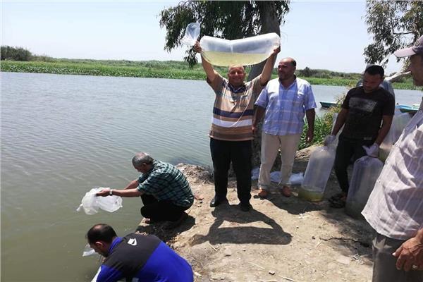 خلال القاء ٧٥٠ ألف وحدة زريعة أسماك ببحيرة البرلس 