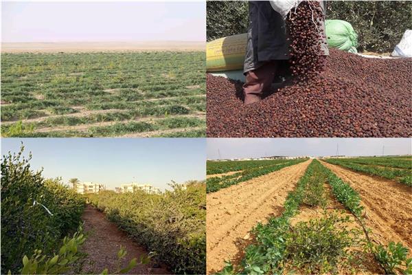  أشجار الجوجوبا