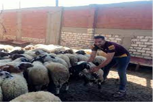 الاضاحى بالشرقية 