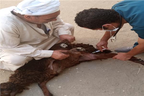  جامعة سوهاج تطلق قوافلها البيطرية لقريتي الخنانسة واقصاص وتعالج ٨٤٠ حالة