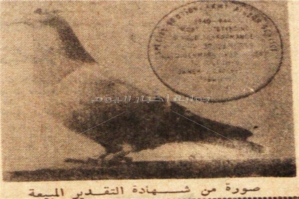 شهادة تقدير لحمامة زاجلة