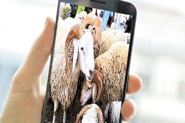 سوق الأضاحى اتجه إلى السوشيال ميديا بعد جائحة كورونا