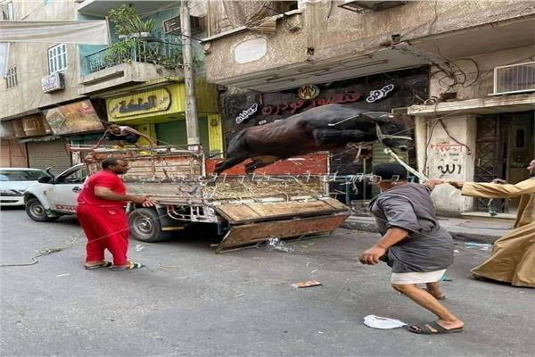 محاولة هروب عجل قبل ذبحه بنجع حمادي تتصدر صفحات الفيسبوك