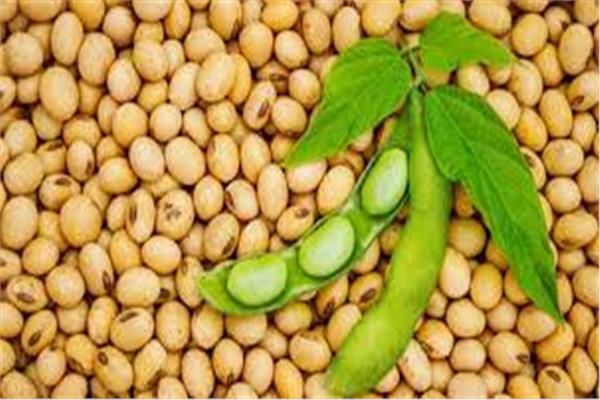 نبات الصويا 