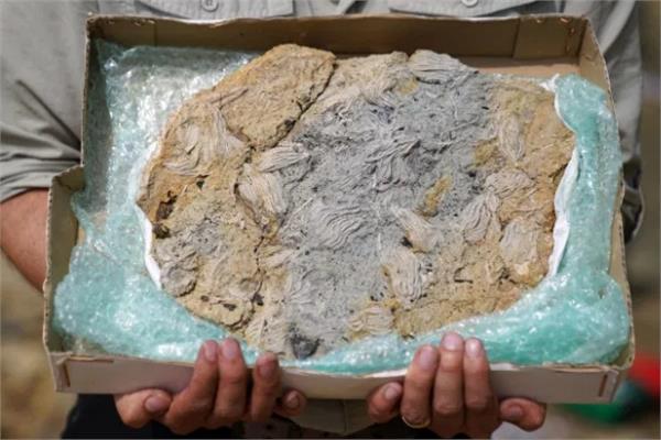 الحفريات البحرية النادرة