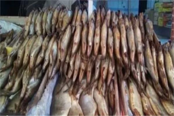 عرض طن أسماك يشتبه في عدم صلاحيتها للإستهلاك الآدمى على لجنة مختصة بالقليوبية 