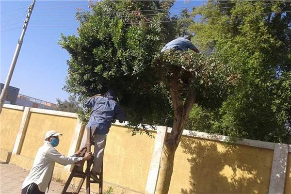 تهذيب الأشجار بطريق مصر اسوان الزراعي أمام قريه الكفور بالمنيا