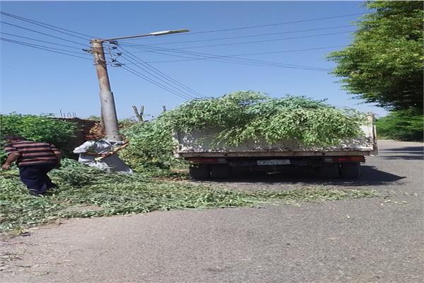 تقليم الأشجار التى تنمو بشكل سريع وتحجب رؤية نهر النيل  بأرمنت