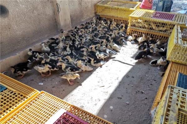 مشروع تربية البط 