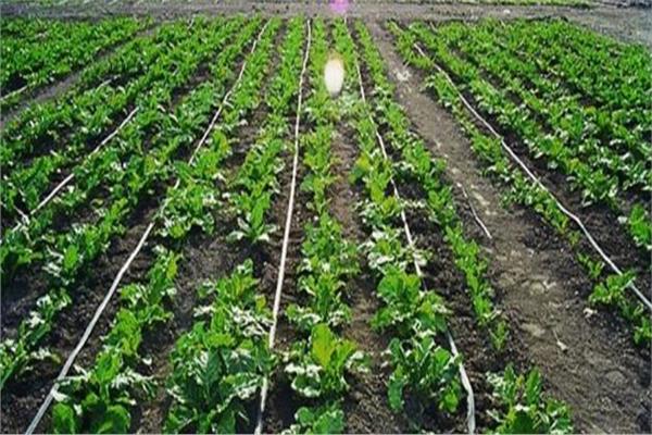  مشروع تطوير الرى الحقلى فى الاراضى القديمة