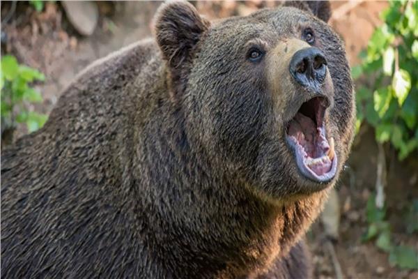 قط يفوز بالمواجهة على دب ضخم - صورة أرشيفية