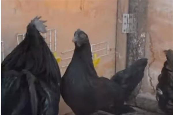 دجاجة لمبورغيني