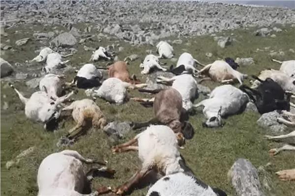 نفوق 550 من الأغنام  بجورجيا