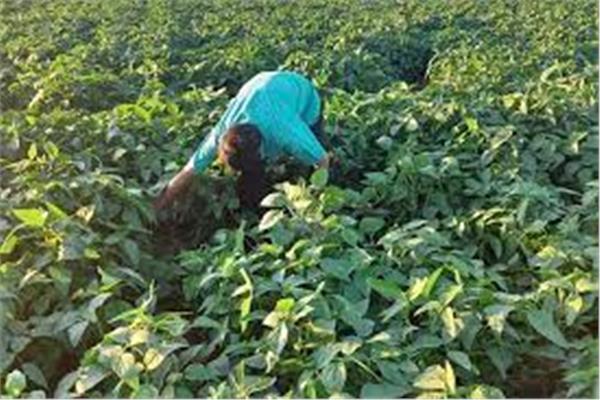 زراعة 48484.2 فدانا فول صويا في الوادي الجديد