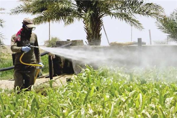 المحاصيل ازراعية تتأثر سلبا بالافراط فى رش المبيدات