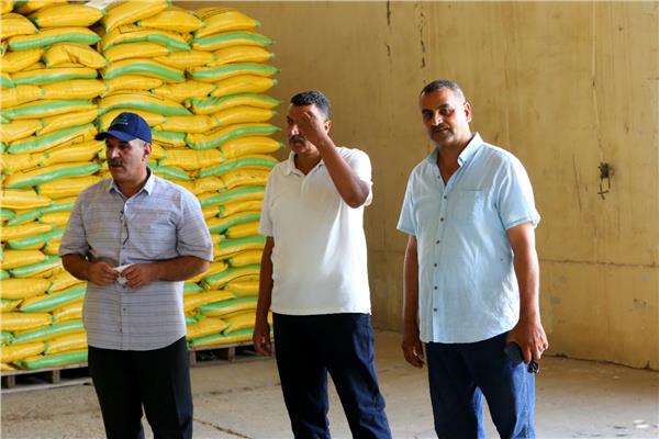 تقاوى القمح