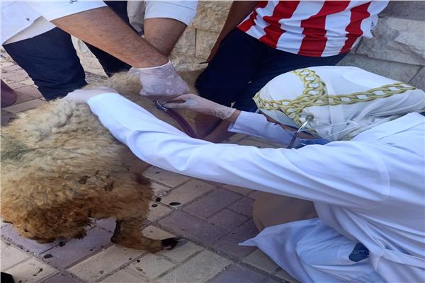 قافلة مجانية لتحصين الأغنام 