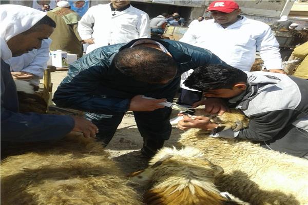 مديرية الطرب البيطري بالاسكندرية
