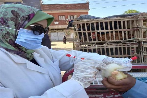 محافظ أسوان يتابع حملات الطب البيطرى للتقصى النشط لمجابهة إنفلونزا الطيور 