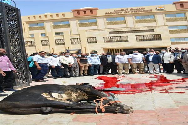 ذبح عجل مع الاحتفال بدخول كلية طب الوادي الجديد الخدمة