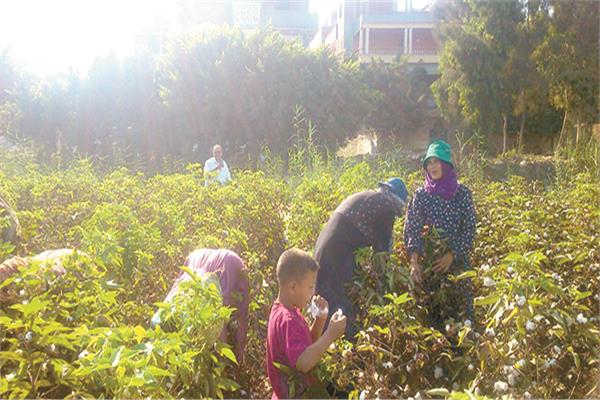 بدء موسم جنى القطن بالشرقية