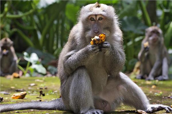 القرود تهجم على منازل القرويين في بالي بحثًا عن الطعام