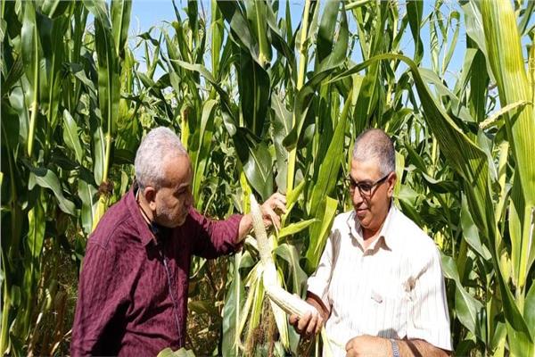 استحداث زراعات جديدة تتناسب مع البيئة الصحراوية