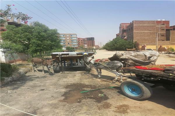 استجابة لشكاوى المواطنين.. مصادرة عربات كارو وحمير بحي المساكن في قنا