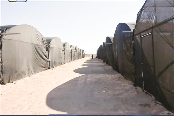 مشروعات الصوب زراعية بجنوب سيناء