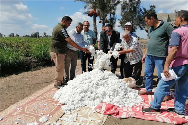 ارتفاع انتاجية الفدان من الذهب الابيض لـ 13 قنطار بدمياط  