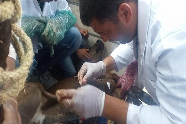 بيطري البحيرة : علاج  أكثر من ٥١٥٧ رأس ماشية خلال القوافل العلاجية السكانية 