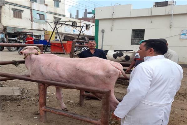 وكيل بيطرى الغربية تحصين 235 ألف رأس ماشية ضد الحمى القلاعية 